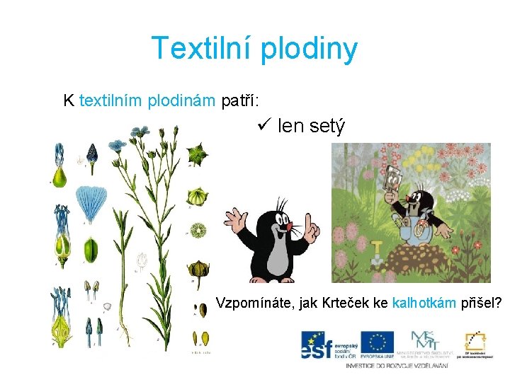 Textilní plodiny K textilním plodinám patří: ü len setý Vzpomínáte, jak Krteček ke kalhotkám