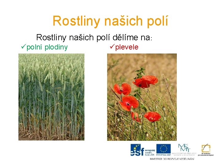 Rostliny našich polí dělíme na: üpolní plodiny üplevele 