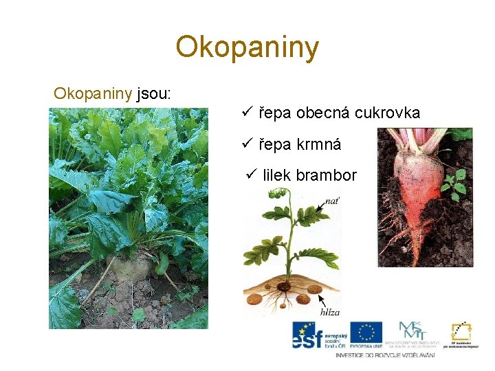 Okopaniny jsou: ü řepa obecná cukrovka ü řepa krmná ü lilek brambor 