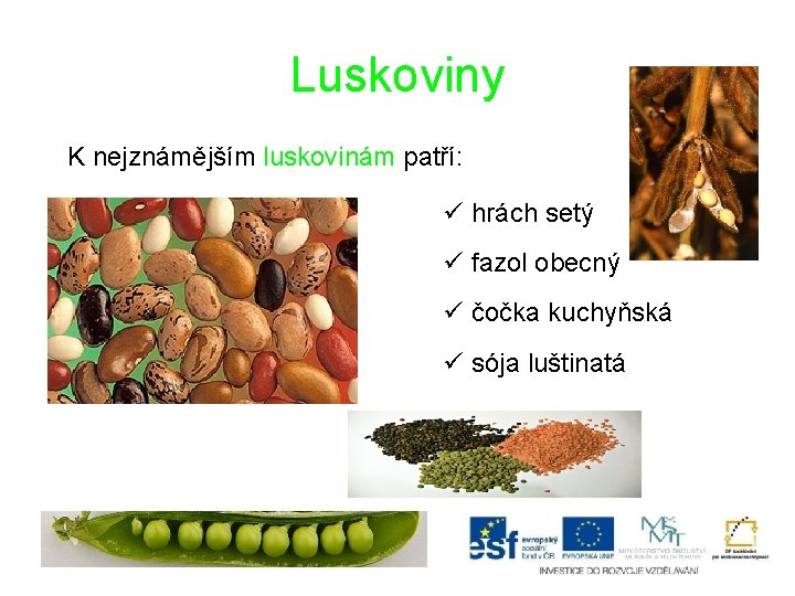 Luskoviny K nejznámějším luskovinám patří: ü hrách setý ü fazol obecný ü čočka kuchyňská