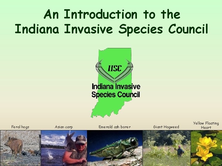 An Introduction to the Indiana Invasive Species Council Feral hogs Asian carp Emerald ash