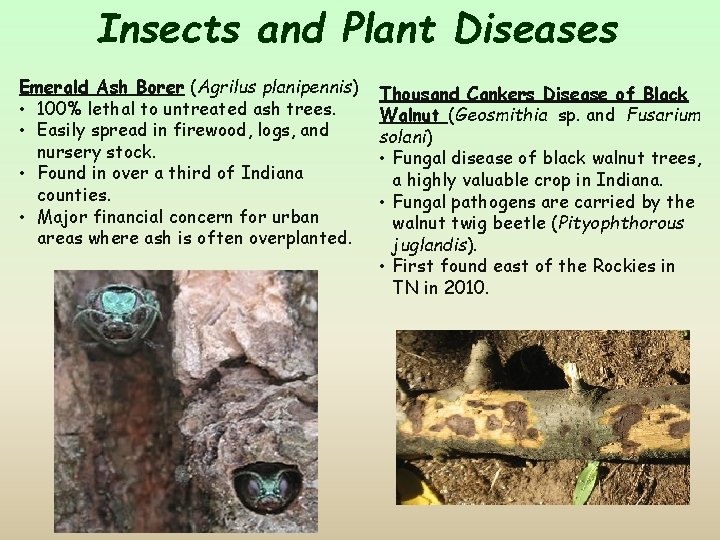 Insects and Plant Diseases Emerald Ash Borer (Agrilus planipennis) • 100% lethal to untreated