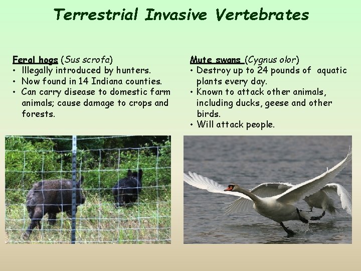 Terrestrial Invasive Vertebrates Feral hogs (Sus scrofa) • lllegally introduced by hunters. • Now