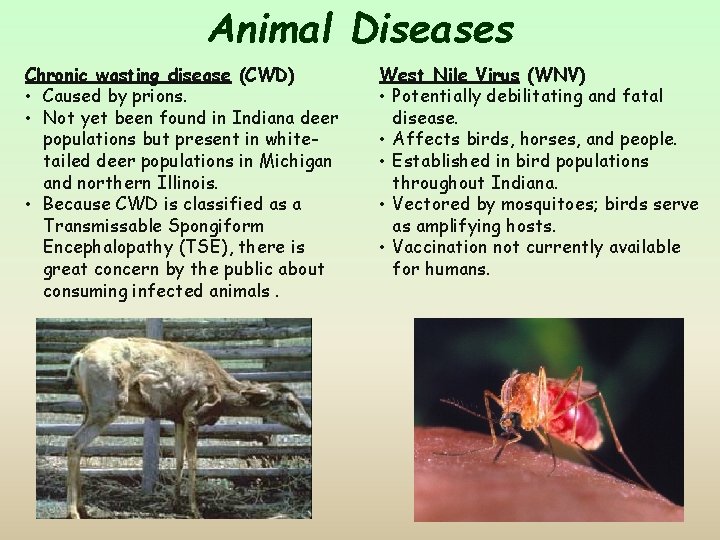 Animal Diseases Chronic wasting disease (CWD) • Caused by prions. • Not yet been