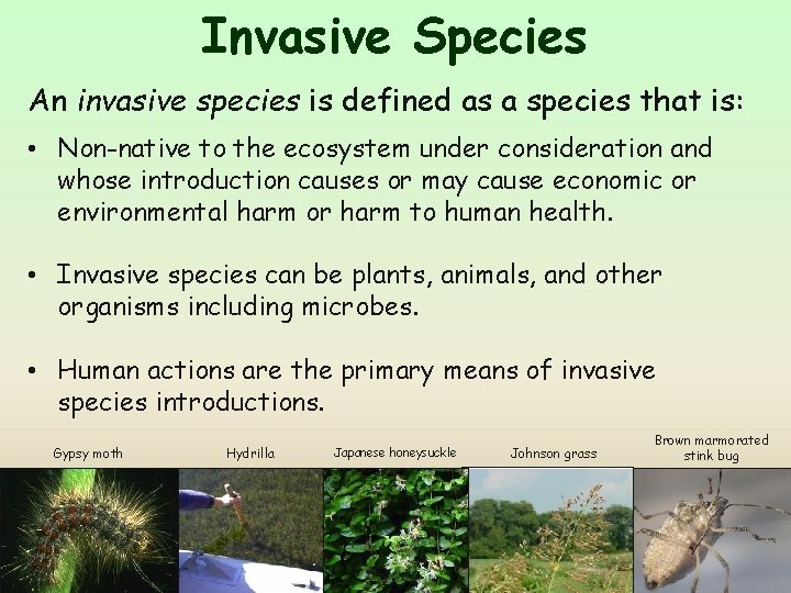 Invasive Species An invasive species is defined as a species that is: • Non-native