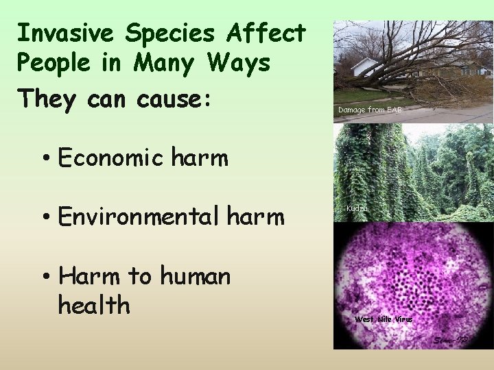 Invasive Species Affect People in Many Ways They can cause: Damage from EAB •