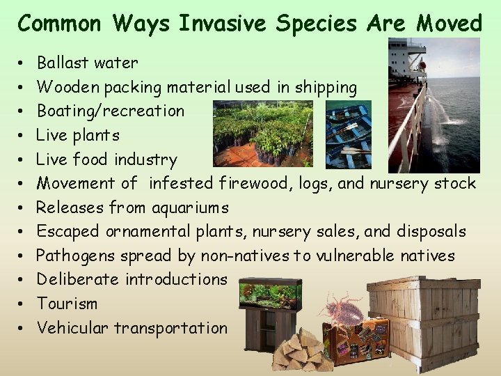 Common Ways Invasive Species Are Moved • • • Ballast water Wooden packing material