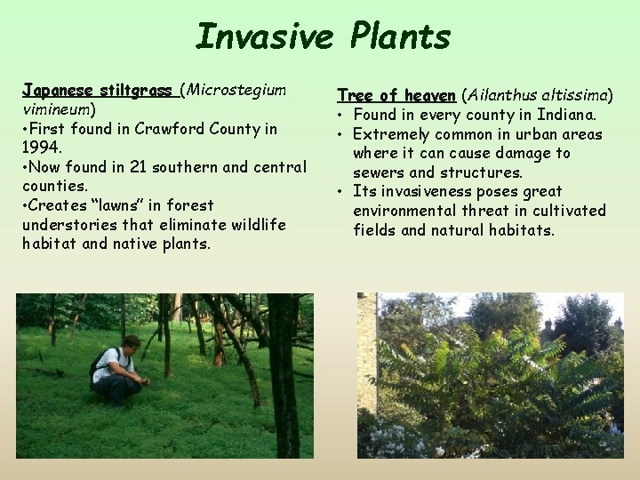 Invasive Plants Japanese stiltgrass (Microstegium vimineum) • First found in Crawford County in 1994.