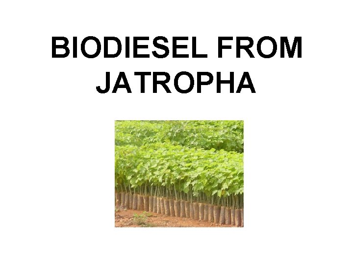 BIODIESEL FROM JATROPHA 