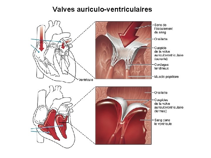Valves auriculo-ventriculaires Valves auriculo-ventriculaires