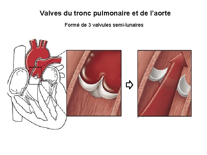 Valves du tronc pulmonaire et de l’aorte Formé de 3 valvules semi-lunaires Valves du tronc pulmonaire et de l’aorte Formé de 3 valvules semi-lunaires