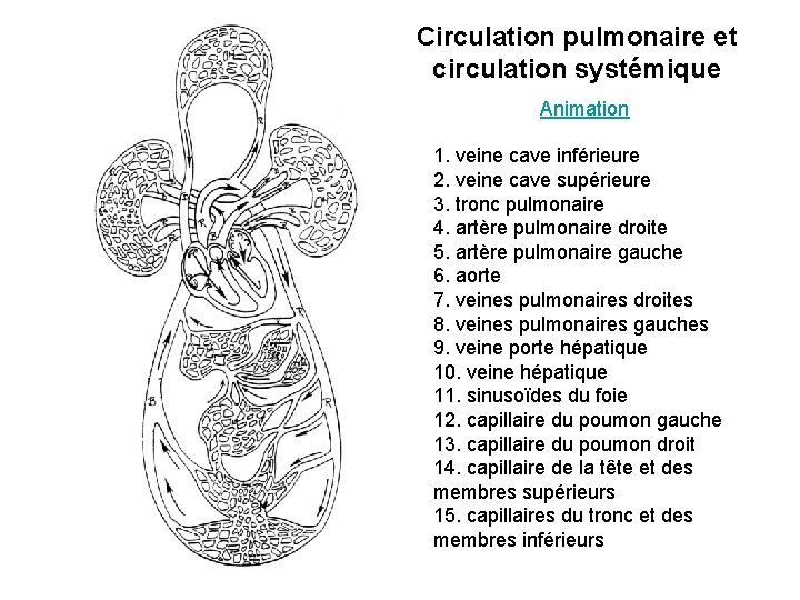 Circulation pulmonaire et circulation systémique Animation 1. veine cave inférieure 2. veine cave supérieure Circulation pulmonaire et circulation systémique Animation 1. veine cave inférieure 2. veine cave supérieure