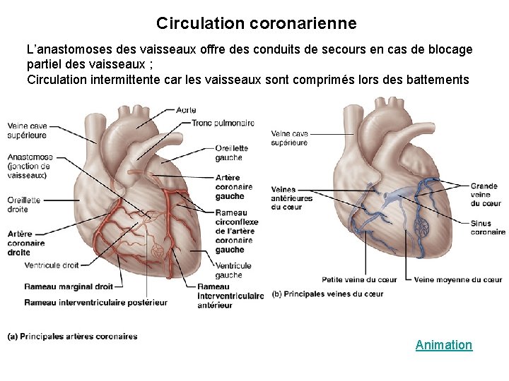 Circulation coronarienne L’anastomoses des vaisseaux offre des conduits de secours en cas de blocage Circulation coronarienne L’anastomoses des vaisseaux offre des conduits de secours en cas de blocage