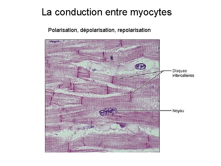 La conduction entre myocytes Polarisation, dépolarisation, repolarisation La conduction entre myocytes Polarisation, dépolarisation, repolarisation