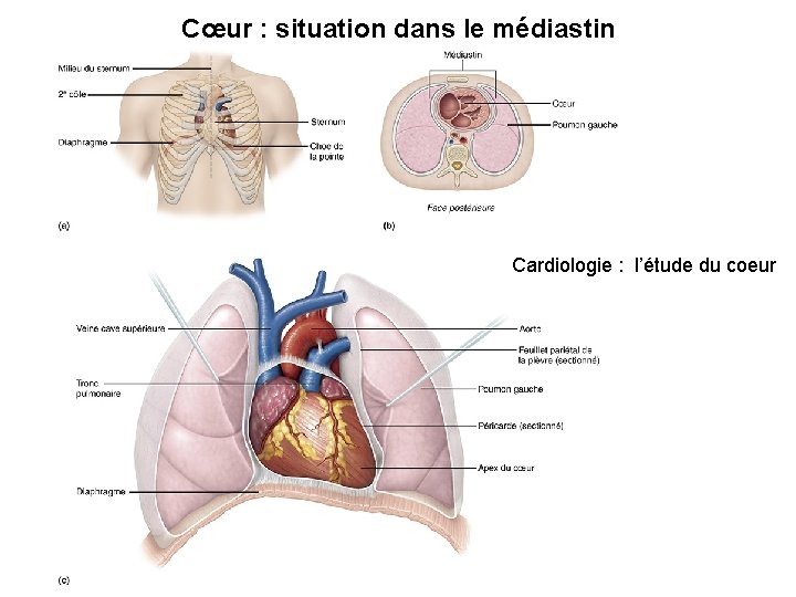 Cœur : situation dans le médiastin Cardiologie : l’étude du coeur Cœur : situation dans le médiastin Cardiologie : l’étude du coeur