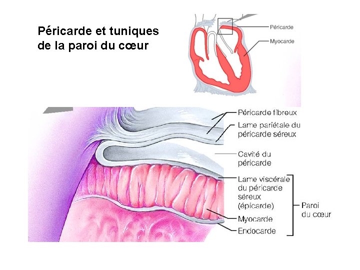 Péricarde et tuniques de la paroi du cœur Péricarde et tuniques de la paroi du cœur