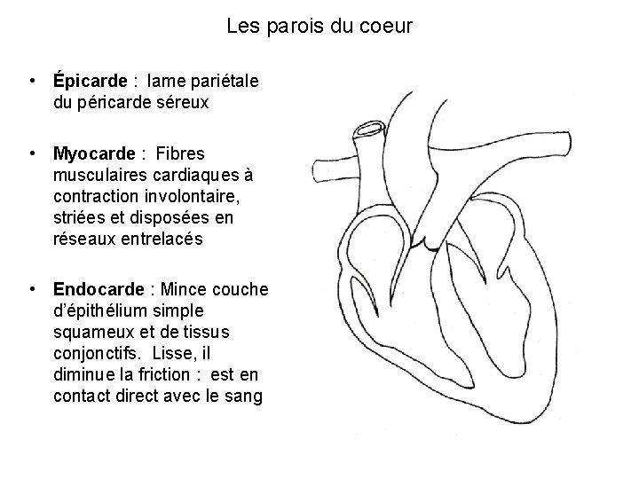 Les parois du coeur • Épicarde : lame pariétale du péricarde séreux • Myocarde Les parois du coeur • Épicarde : lame pariétale du péricarde séreux • Myocarde