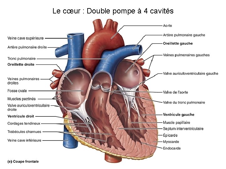 Le cœur : Double pompe à 4 cavités Le cœur : Double pompe à 4 cavités