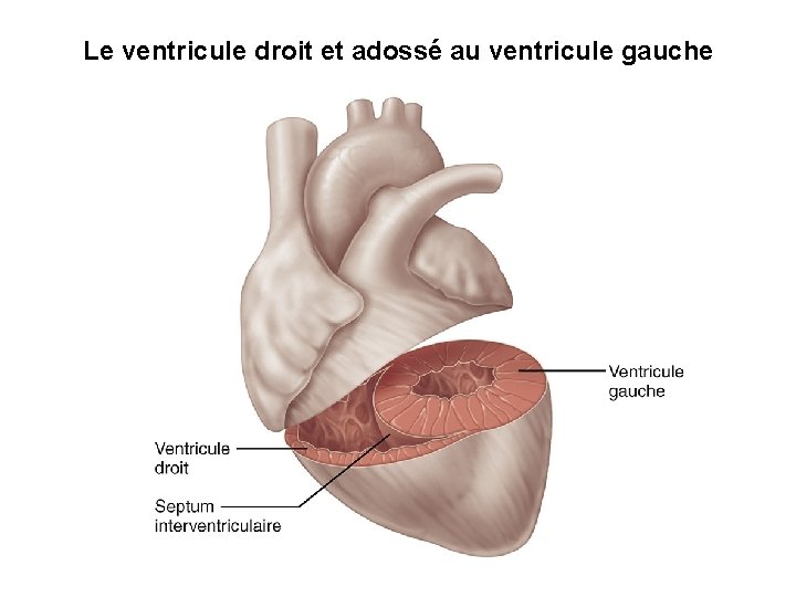 Le ventricule droit et adossé au ventricule gauche Le ventricule droit et adossé au ventricule gauche