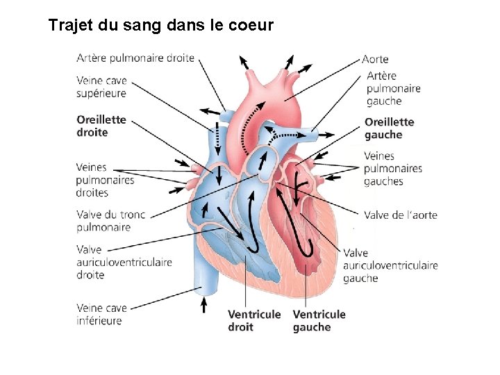Trajet du sang dans le coeur Trajet du sang dans le coeur
