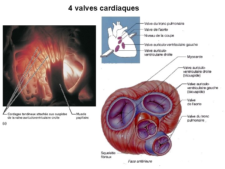 4 valves cardiaques 4 valves cardiaques