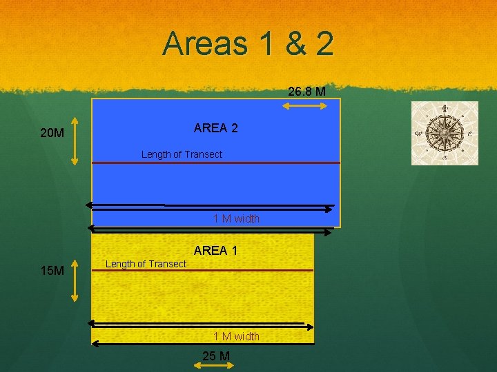 Areas 1 & 2 26. 8 M AREA 2 20 M Length of Transect