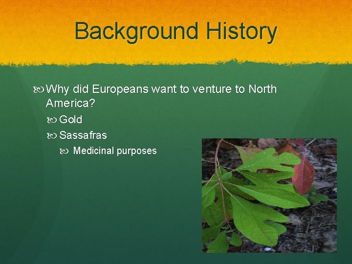 Background History Why did Europeans want to venture to North America? Gold Sassafras Medicinal