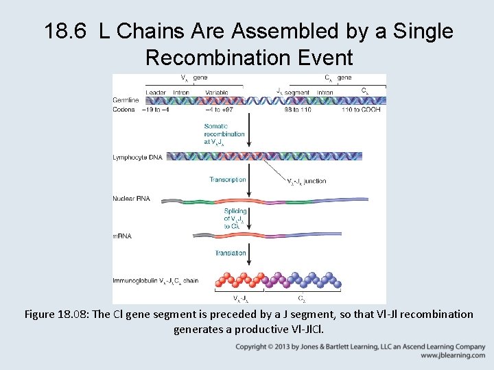 chapter 18 somatic recombination and