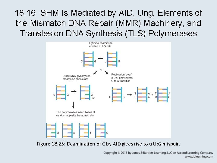 chapter 18 somatic recombination and