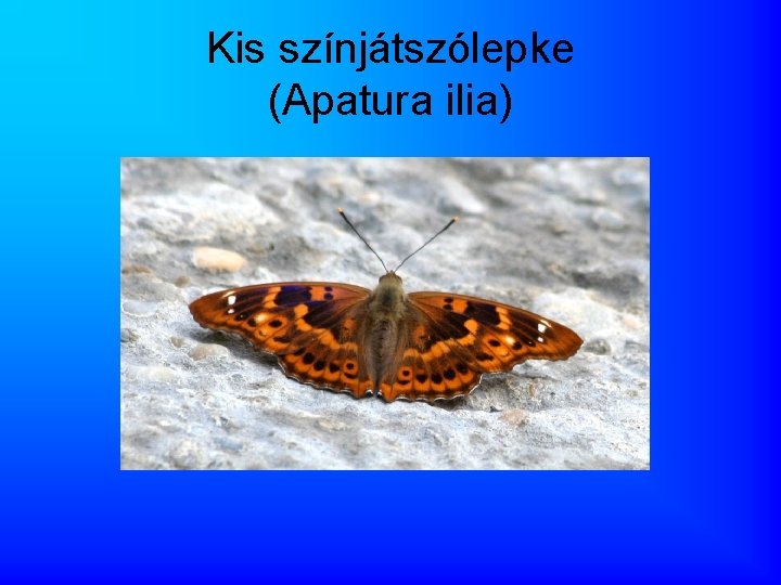 Kis színjátszólepke (Apatura ilia) 