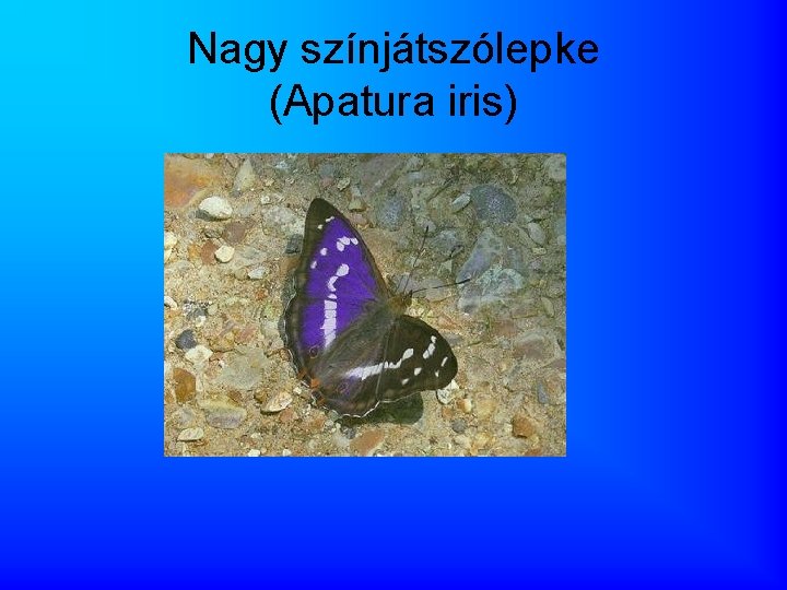 Nagy színjátszólepke (Apatura iris) 