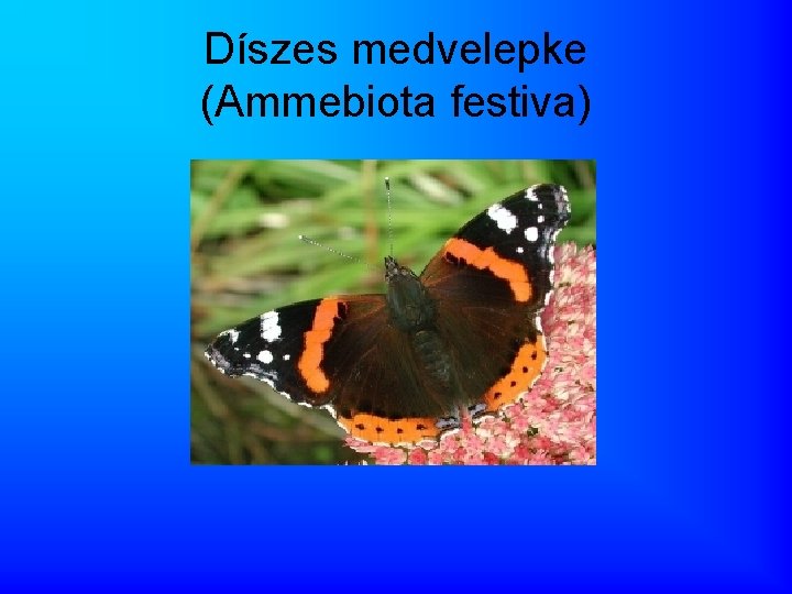 Díszes medvelepke (Ammebiota festiva) 