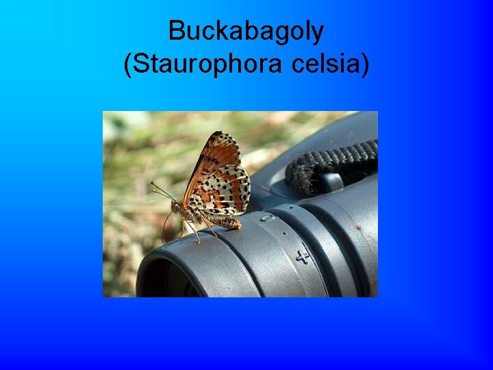 Buckabagoly (Staurophora celsia) 