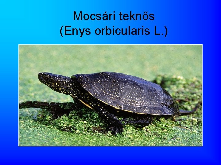 Mocsári teknős (Enys orbicularis L. ) 