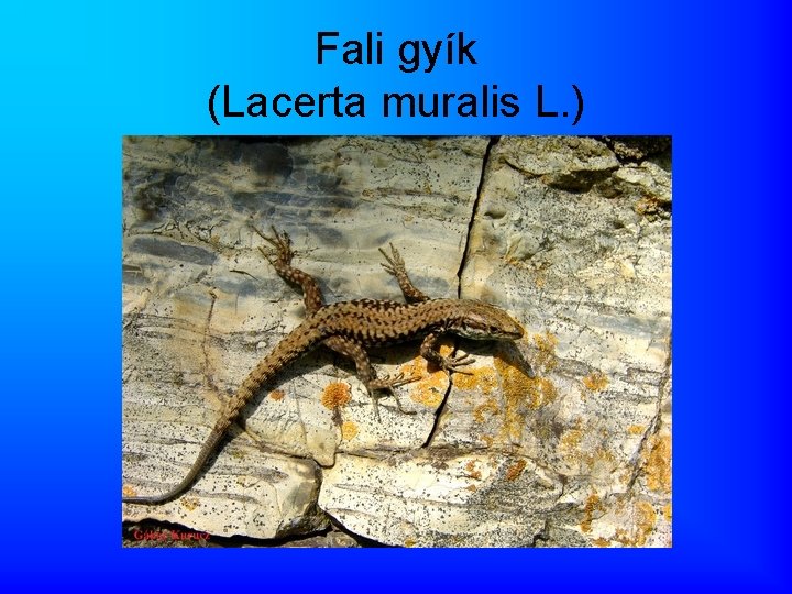 Fali gyík (Lacerta muralis L. ) 