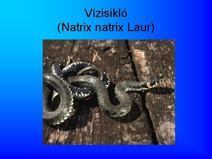 Vízisikló (Natrix natrix Laur) 