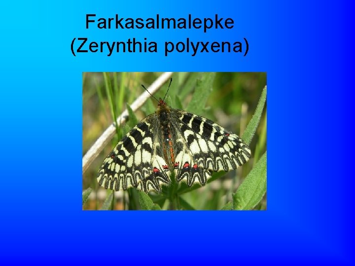 Farkasalmalepke (Zerynthia polyxena) 