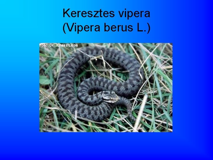 Keresztes vipera (Vipera berus L. ) 