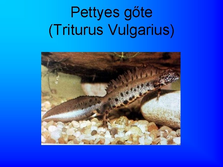 Pettyes gőte (Triturus Vulgarius) 