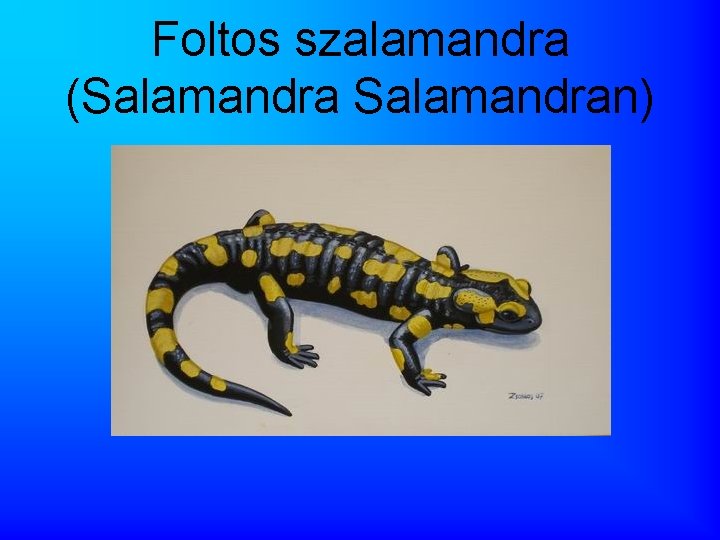 Foltos szalamandra (Salamandran) 