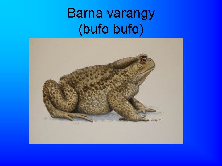 Barna varangy (bufo) 