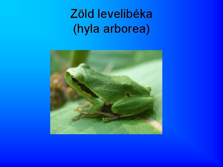 Zöld levelibéka (hyla arborea) 