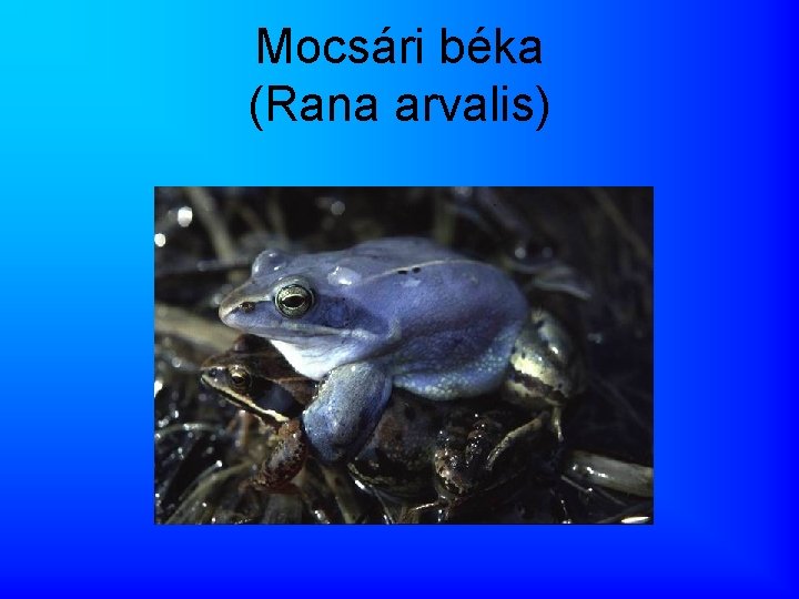 Mocsári béka (Rana arvalis) 