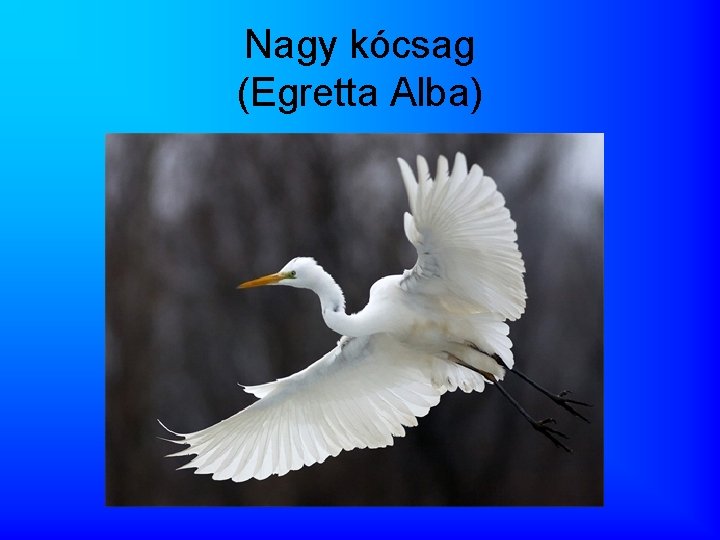Nagy kócsag (Egretta Alba) 
