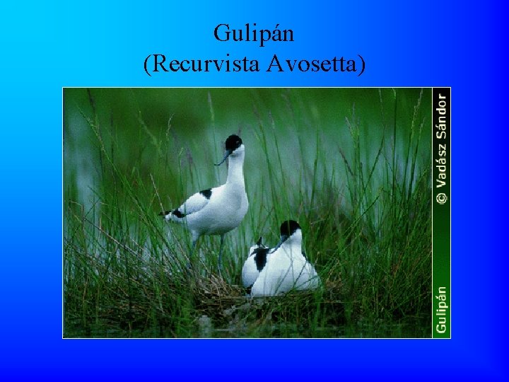 Gulipán (Recurvista Avosetta) 