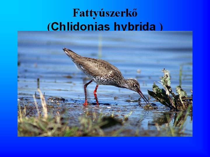 Fattyúszerkő (Chlidonias hybrida ) 