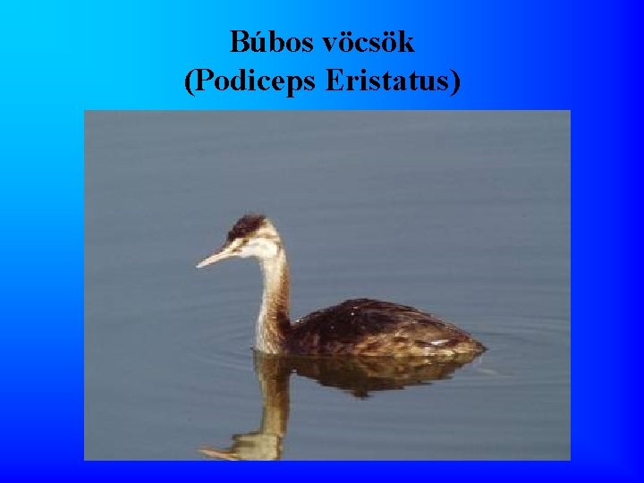 Búbos vöcsök (Podiceps Eristatus) 