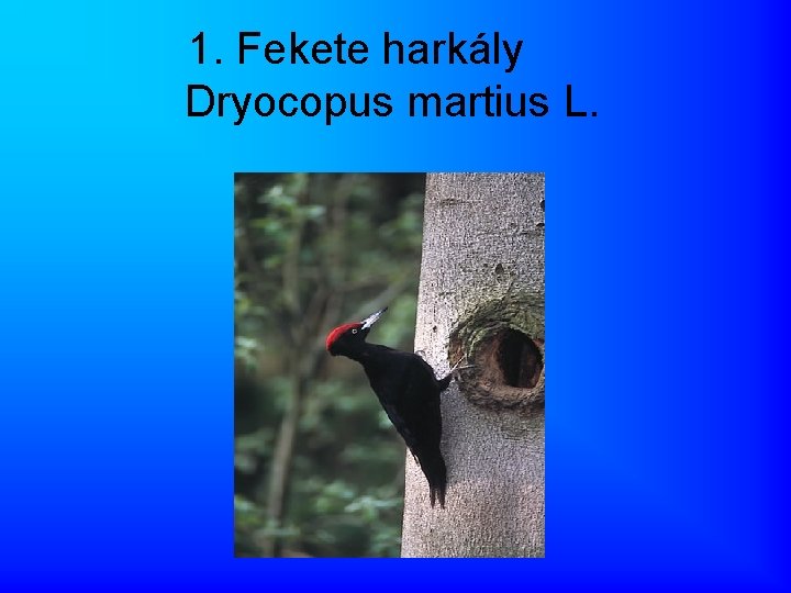 1. Fekete harkály Dryocopus martius L. 