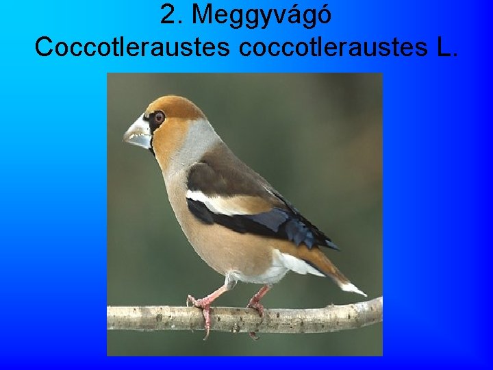 2. Meggyvágó Coccotleraustes coccotleraustes L. 