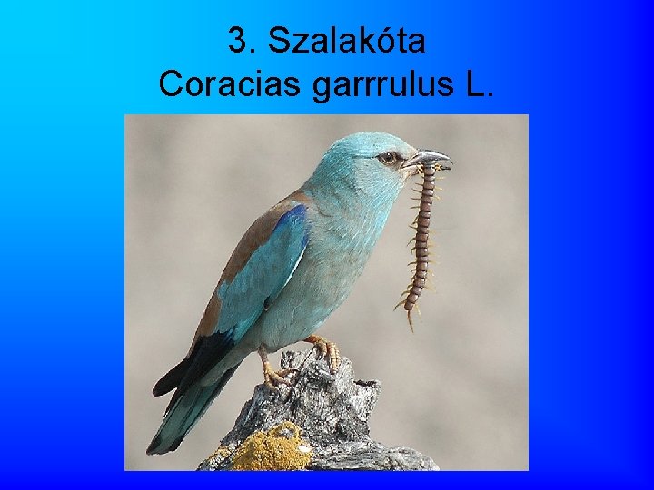 3. Szalakóta Coracias garrrulus L. 